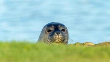 Jakie są zalety limuzyny z szoferem? Przewaga, którą pamiętasz