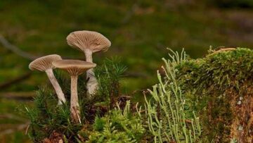 Czy tłumaczenie automatyczne nadaje się do umów prawnych – skutki i ryzyka